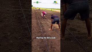 quotFarm Natura Daily Works How to Plant Okra Seeds for a Bountiful Harvestquot farmnaturaplanetgreen [upl. by Tine]