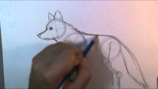 How to draw a wolf body [upl. by Berkie24]