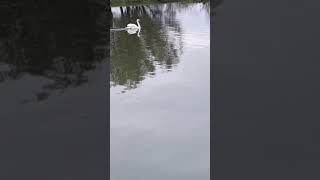 Lutalica1907 Lonjasko polje park prirode🦢 [upl. by Ydisahc293]