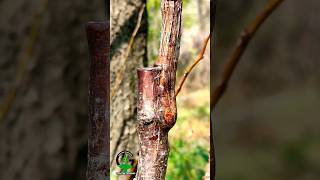 Apricot tree grafting satisfying shorts [upl. by Nair]