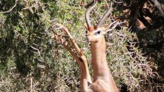 GERENUK African Antelope sticking its neck out to survive [upl. by Annmarie717]