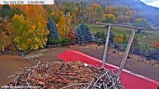 Dunrovin Nest Cam [upl. by Shamrao]