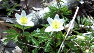 Vårens blommor i Sverige [upl. by Leanahtan117]