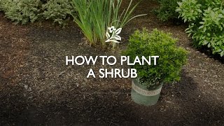 How to Plant a Shrub  Monrovia Garden [upl. by Allsopp268]