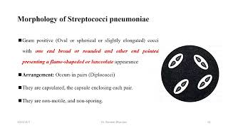 Streptococcus species [upl. by Inait]