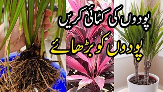 How To Grow Dracaena Plant From Cuttingplants grow in summerCutting sy lagny waly sakht podhy [upl. by Assilak]