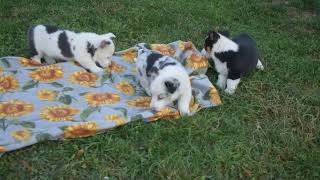 Pembroke Welsh Corgi Puppies For Sale [upl. by Atteyek461]