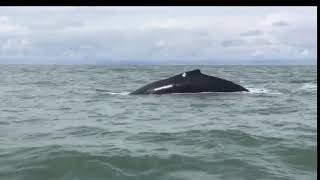 Whale Watching im Marino Ballena Nationalpark Costa Rica [upl. by Eibur]