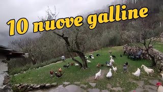 10 galline nostrali nuove [upl. by Aronek]