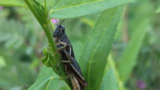 Grasshopper selyan1980 [upl. by Dollie245]