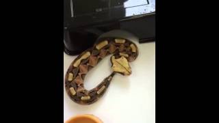 Gaboon viper watch the speed of strike [upl. by Dallis]