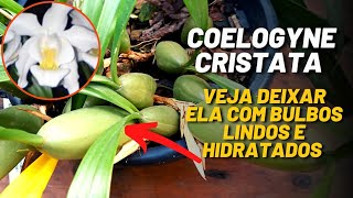 COMO CULTIVAR COELOGYNE CRISTATA  ATUALIZAÇÃO DE REPLANTE E MUITAS DICAS DE CULTIVO [upl. by Erlin329]