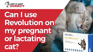 Can I use Revolution on my pregnant or lactating cat [upl. by Aikar503]