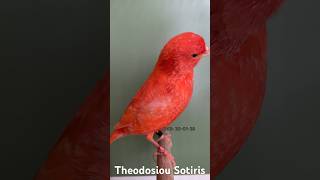 Rot Schimmel in Mauser Zeit Red Lipochrome non intensive in Moulting time Rosso Brinato [upl. by Oettam205]