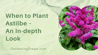 When to Plant Astilbe – An Indepth Look [upl. by Valentine]