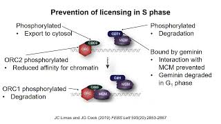 DNA Replication 4 – Initiation of replication in eukaryotes [upl. by Avraham353]