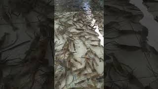 এগুলো কি মাছ বলুনতো।shorts youtubeshorts fishing fish [upl. by Akcimat123]