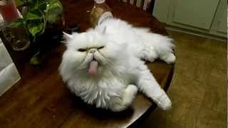 Very Funny Persian Cat [upl. by Bonneau]