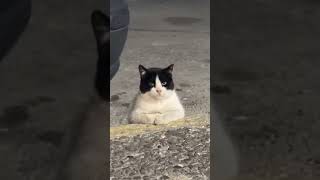 Bane Cat cat funny viral [upl. by Marchal]