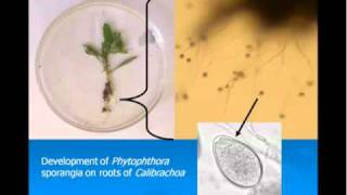 Biology of waterborne pathogens Part 2 [upl. by Littlejohn]