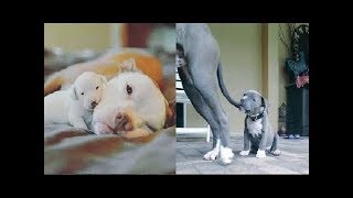 ♥Cute Cats and Dogs Doing Funny Things 2018♥  2  Funny Dog and Cat Videos [upl. by Huang]