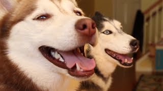 Mishka the Talking Husky and Laika Play Hide and Seek [upl. by Ayanet645]