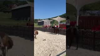 ❤️‍🔥🐴🥹 rider horse perfecthorse riding activity 😘😻🐴 [upl. by Rehportsirhc543]