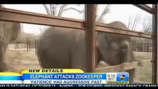 ▶ Elephant Attacks amp Kills Zookeeper Patience had Aggressive Past Grieving elephant tramples keepe [upl. by Eybba677]