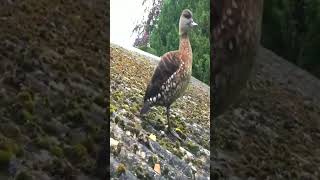 Guttata on the roof ducks aviculture spottedwhistlingduck dendrocygnaguttata duckontheroof [upl. by Skell607]