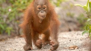 Orangutan Outreach Presents Baby Elo Dont Bring Me Down [upl. by Rehteh]