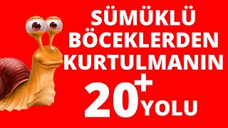 SÜMÜKLÜ BÖCEKLERDEN KURTULMA YÖNTEMLERİ 20 DOĞAL YÖNTEM SALYANGOZ SÜLÜK DOĞAL İLAÇLAR [upl. by Aidroc249]