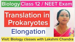 Translation in Prokaryotes Elongation  Class 12 Biology  NEET Biology [upl. by Sowell499]