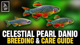 HOW TO BREED GALAXY RASBORA  Celestial Pearl Danio Breeding amp Caring Guide  Serendib Aquatics [upl. by Jarlath]