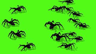 Spider Green Screen Video Background  6 type animations [upl. by Llywellyn377]