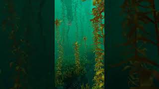 Subnautica Below Zero quotArctic Kelp Forestquot Shorts [upl. by Calvin]