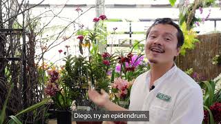 Eric Epidendrum reed stem orchid [upl. by Gnouhc]