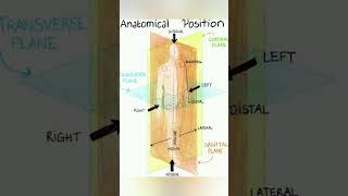 Anatomical position axis and plane [upl. by Tibold]