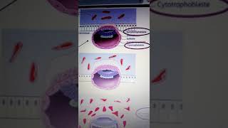 Physiologie placentaire  le trophoblaste au cours de la 2 eme semaine de développement [upl. by Aneehta345]