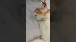 ear hematoma in cat [upl. by Akcimat864]