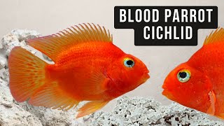 Blood Red Parrot Cichlids A Closer Look Amphilophus citrinellus [upl. by Latia]