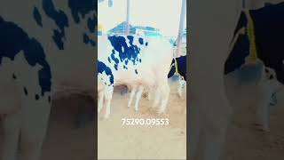 Navi dairy farm all india sale cow 2018 [upl. by Mur193]