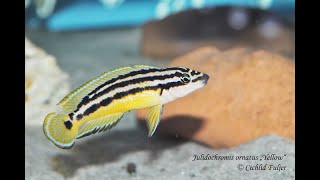 Julidochromis ornatus quotYellowquot [upl. by Aland]