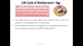 6 Study Life cycle and External Morphology of Bombyx mori Silk moth [upl. by Ocirrej]