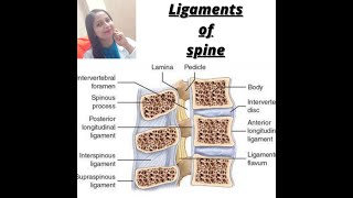 LIGAMENTS OF SPINE   LIGAMENTUM FLAVUM  SUPRASPINOUS  INTERSPINOUS  INTER TRANSVERSE LIGAMENT [upl. by Cousin]