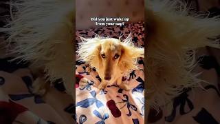 animals shortvideo shorts funny [upl. by Analos]