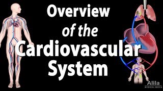 Cardiovascular System Overview Animation [upl. by Vasti]