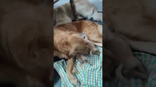 Golden retriever given birth to puppys goldenretriever goldenretrieverpuppy shorts shortvideo [upl. by Shaia]