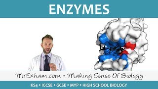 Enzymes  GCSE Biology 91 [upl. by Noli]