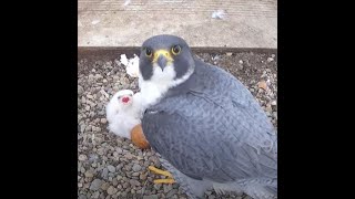 Worcester Cathedral Peregrines Live Stream [upl. by Wilie]