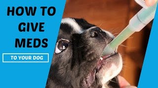 How To Give Medication To Your Dog [upl. by Cire]